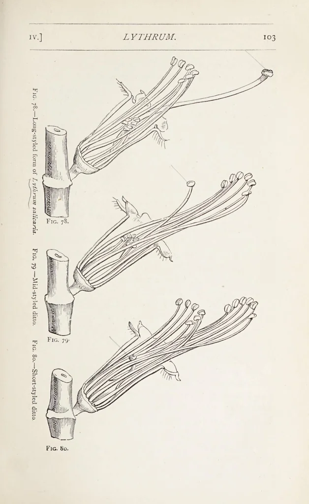An illustration from On British wild flowers considered in relation to insects, 1890, leaf 125