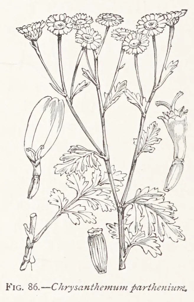 An illustration from On British wild flowers considered in relation to insects, 1890, leaf 142