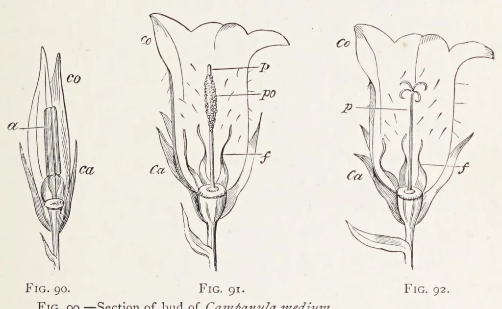 An illustration from On British wild flowers considered in relation to insects, 1890, leaf 151