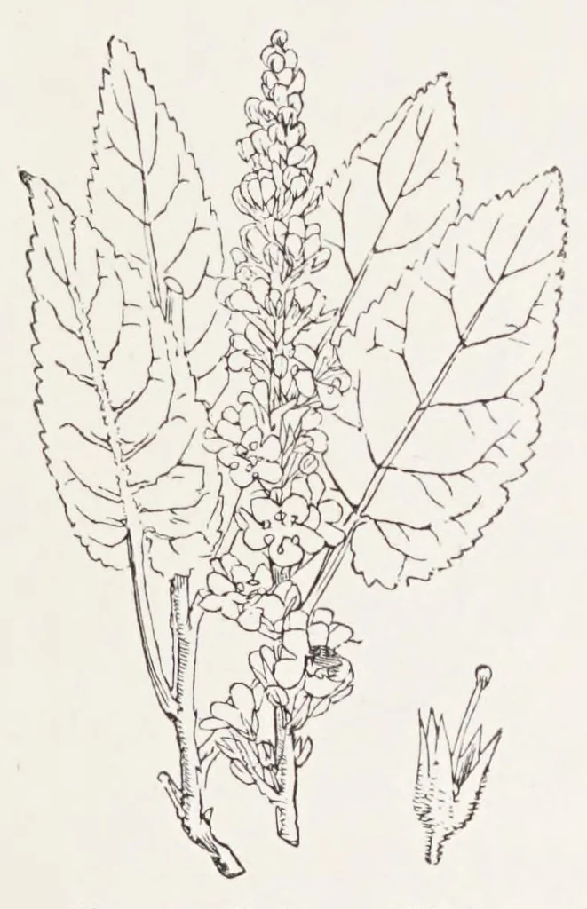 An illustration from On British wild flowers considered in relation to insects, 1890, leaf 165