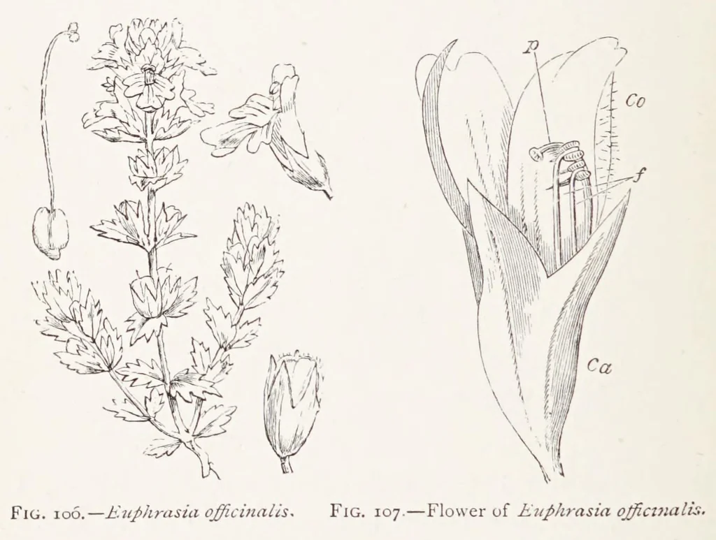 An illustration from On British wild flowers considered in relation to insects, 1890, leaf 170