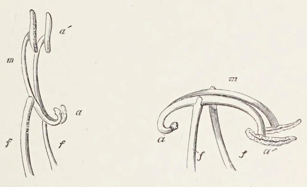 An illustration from On British wild flowers considered in relation to insects, 1890, leaf 179