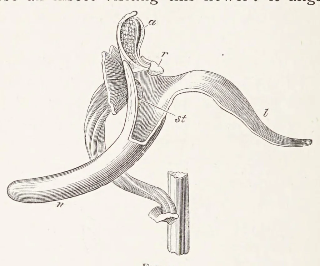 An illustration from On British wild flowers considered in relation to insects, 1890, leaf 194