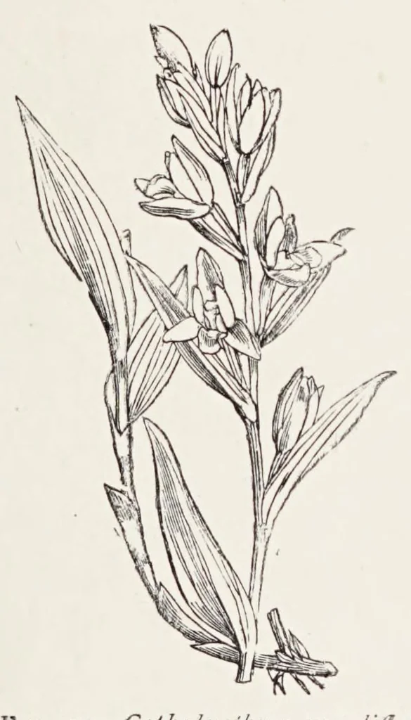 An illustration from On British wild flowers considered in relation to insects, 1890, leaf 199