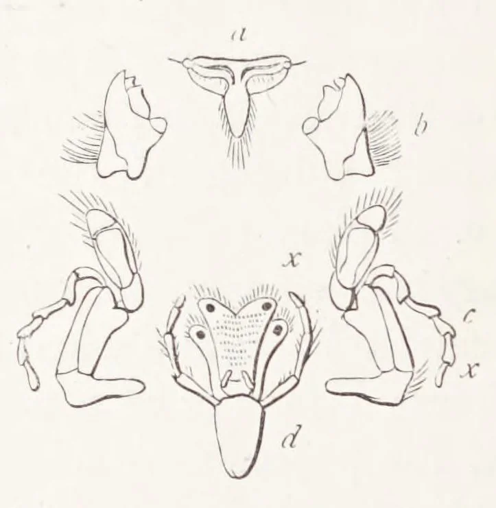 An illustration from On British wild flowers considered in relation to insects, 1890, leaf 38