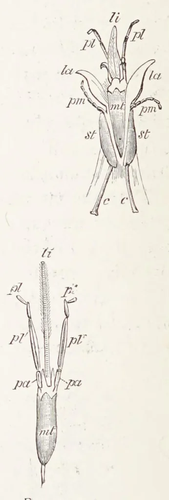 An illustration from On British wild flowers considered in relation to insects, 1890, leaf 40