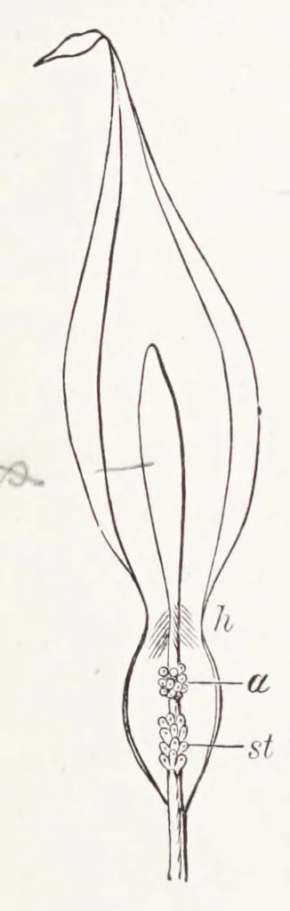 An illustration from On British wild flowers considered in relation to insects, 1890, leaf 54
