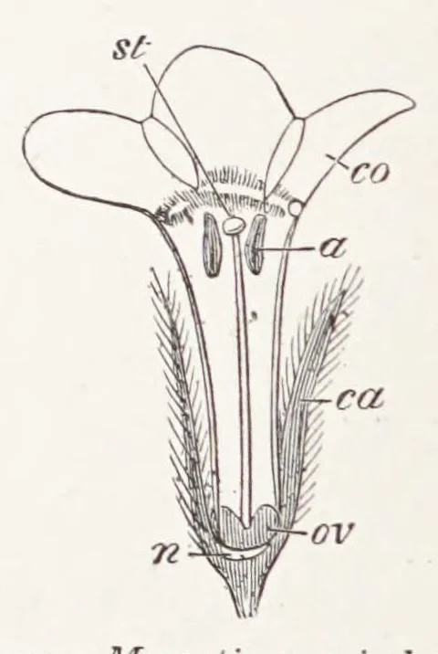An illustration from On British wild flowers considered in relation to insects, 1890, leaf 58