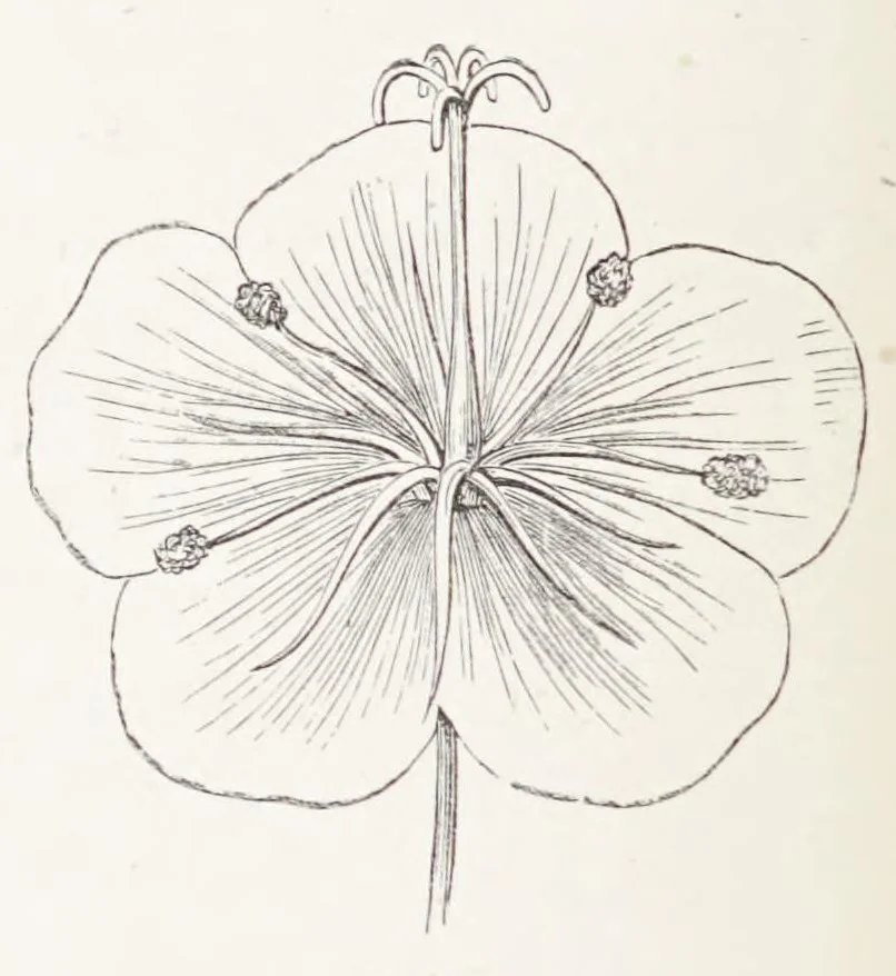 An illustration from On British wild flowers considered in relation to insects, 1890, leaf 64