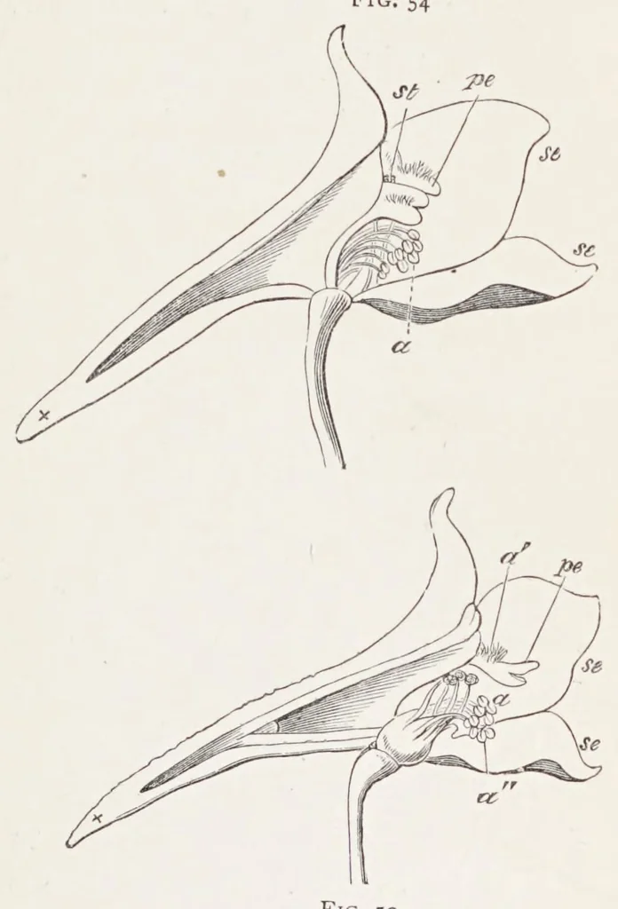 An illustration from On British wild flowers considered in relation to insects, 1890, leaf 79