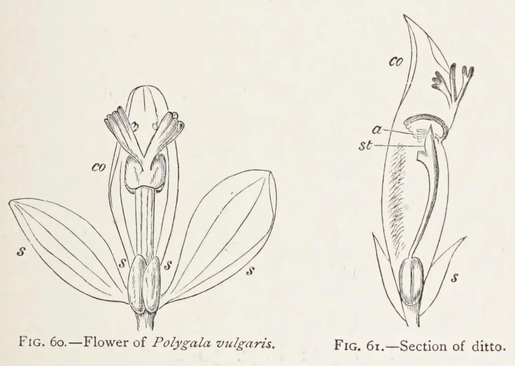 An illustration from On British wild flowers considered in relation to insects, 1890, leaf 93