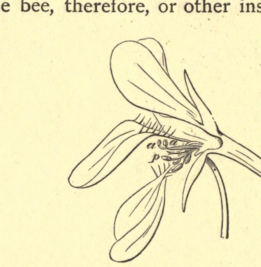 An illustration from On British wild flowers considered in relation to insects, 1909, leaf 102
