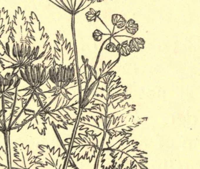 An illustration from On British wild flowers considered in relation to insects, 1909, leaf 130