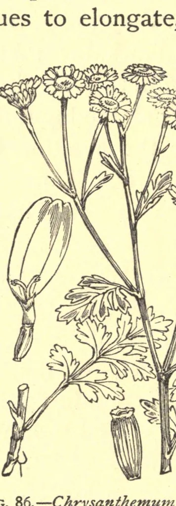 An illustration from On British wild flowers considered in relation to insects, 1909, leaf 140