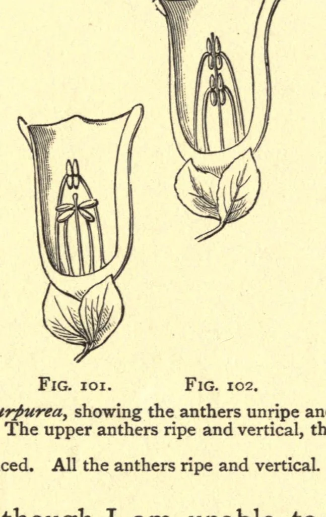 An illustration from On British wild flowers considered in relation to insects, 1909, leaf 165
