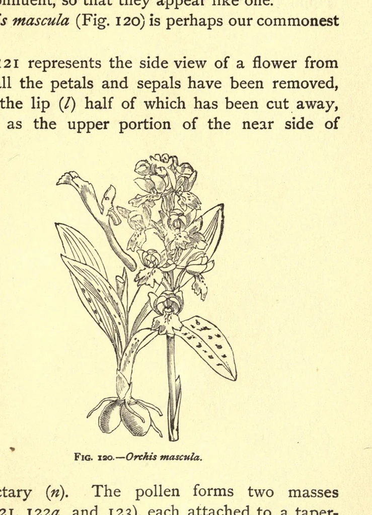 An illustration from On British wild flowers considered in relation to insects, 1909, leaf 191