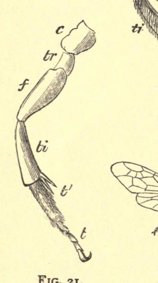 An illustration from On British wild flowers considered in relation to insects, 1909, leaf 40
