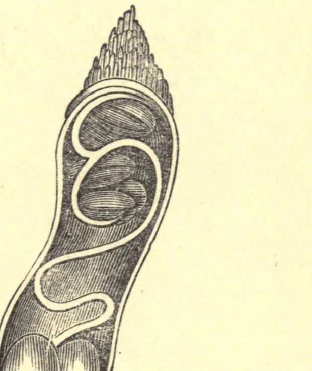 An illustration from On British wild flowers considered in relation to insects, 1909, leaf 57