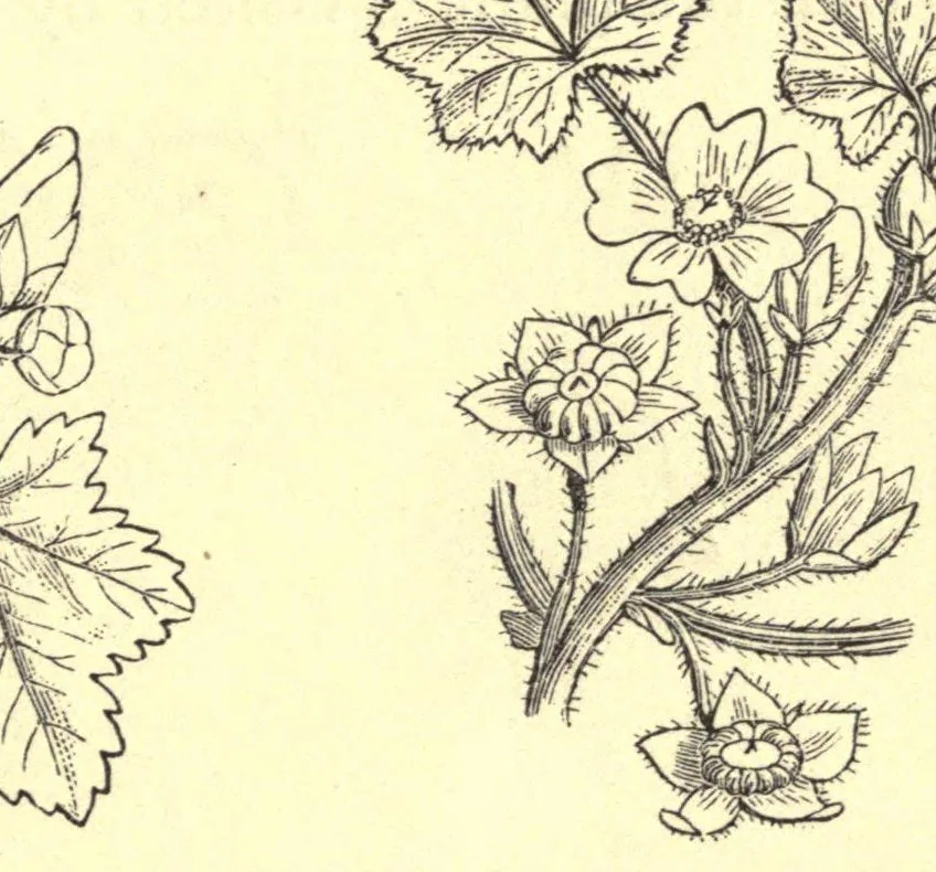 An illustration from On British wild flowers considered in relation to insects, 1909, leaf 65