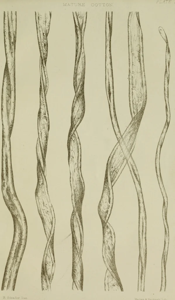 An illustration from On the cotton fibre and on the manner in which it unites with colouring matter, 1863, leaf 34