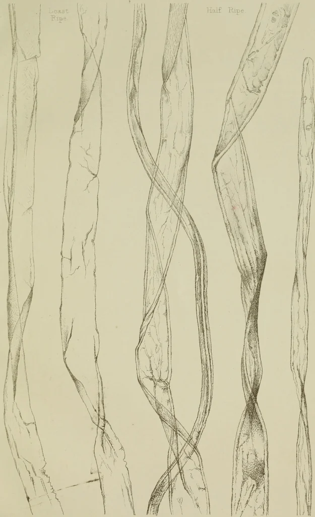 An illustration from On the cotton fibre and on the manner in which it unites with colouring matter, 1863, leaf 36