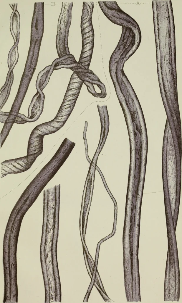 An illustration from On the cotton fibre and on the manner in which it unites with colouring matter, 1863, leaf 40