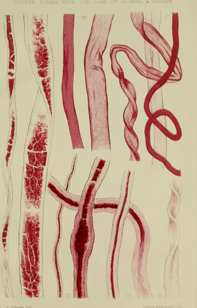 An illustration from On the cotton fibre and on the manner in which it unites with colouring matter, 1863, leaf 42
