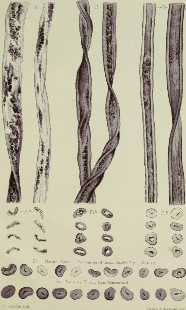 An illustration from On the cotton fibre and on the manner in which it unites with colouring matter, 1863, leaf 48