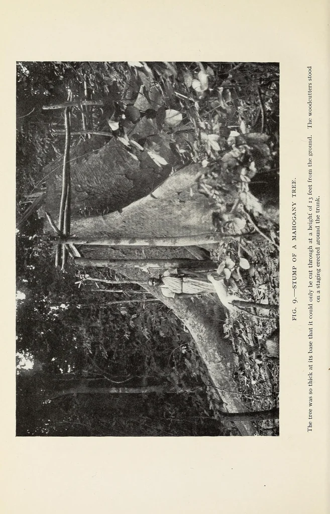 An illustration from On the edge of the primeval forest : experiences and observations of a doctor in equatorial Africa, 1922, leaf 126