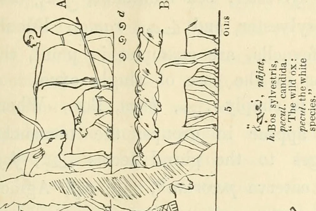An illustration from The one primeval language traced experimentally through ancient inscriptions in alphabetic characters of lost powers from the four continents including the voice of Israel from the rocks of Sinai and the vestiges of patriarchal tradition from the monuments of Egypt, Eturia, and southern Arabia, 1851, leaf 156