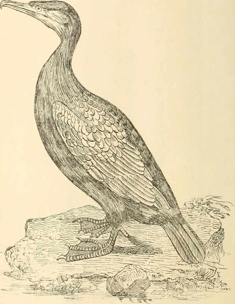An illustration from The one primeval language traced experimentally through ancient inscriptions in alphabetic characters of lost powers from the four continents including the voice of Israel from the rocks of Sinai and the vestiges of patriarchal tradition from the monuments of Egypt, Eturia, and southern Arabia, 1851, leaf 269