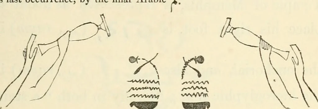 An illustration from The one primeval language traced experimentally through ancient inscriptions in alphabetic characters of lost powers from the four continents including the voice of Israel from the rocks of Sinai and the vestiges of patriarchal tradition from the monuments of Egypt, Eturia, and southern Arabia, 1851, leaf 50
