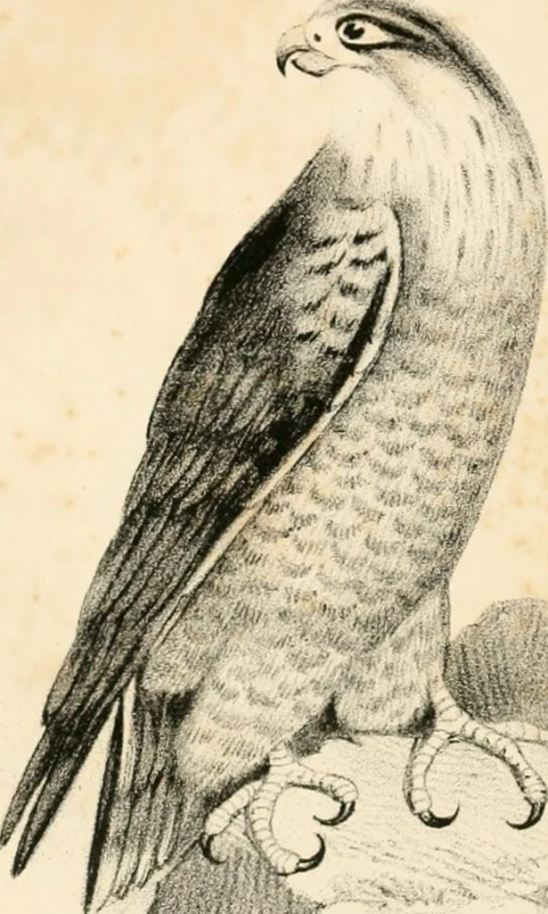 An illustration from The one primeval language traced experimentally through ancient inscriptions in alphabetic characters of lost powers from the four continents including the voice of Israel from the rocks of Sinai and the vestiges of patriarchal tradition from the monuments of Egypt, Eturia, and southern Arabia, 1851, leaf 77