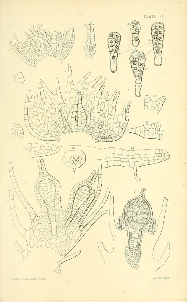 An illustration from On the germination, development, and fructification of the higher Cryptogamia : and on the fructification of the Coniferæ, 1862, leaf 531