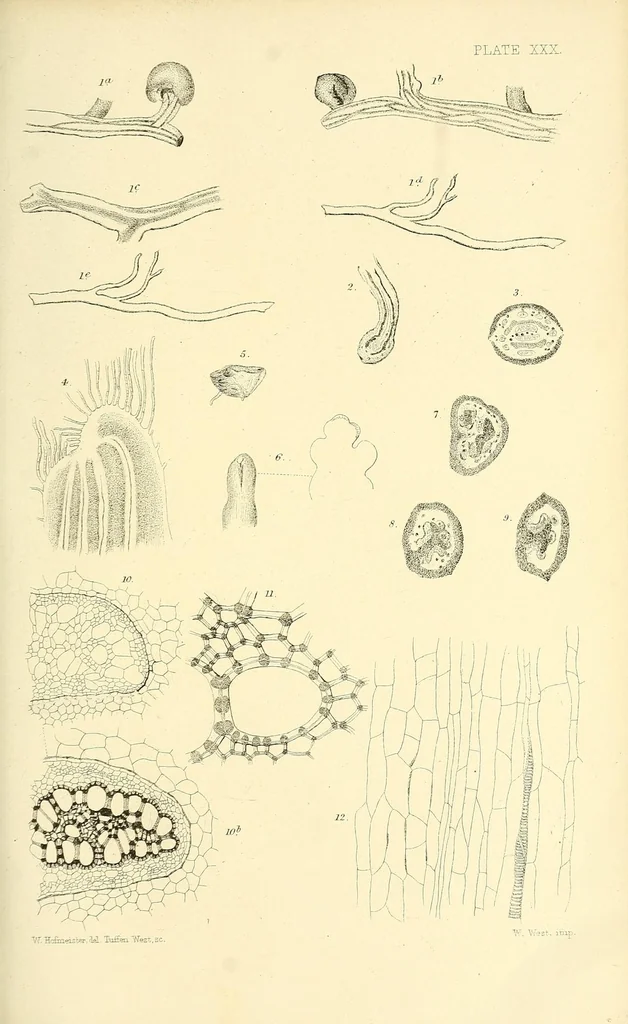 An illustration from On the germination, development, and fructification of the higher Cryptogamia : and on the fructification of the Coniferæ, 1862, leaf 575
