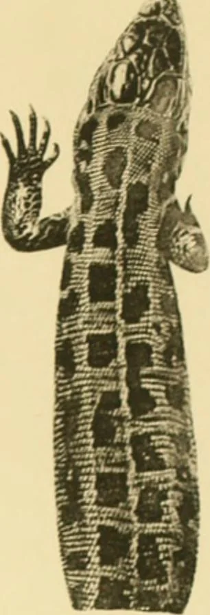 An illustration from On the lizards allied to Lacerta muralis, with an account of Lacerta agilis and L. parva, 1916, leaf 104