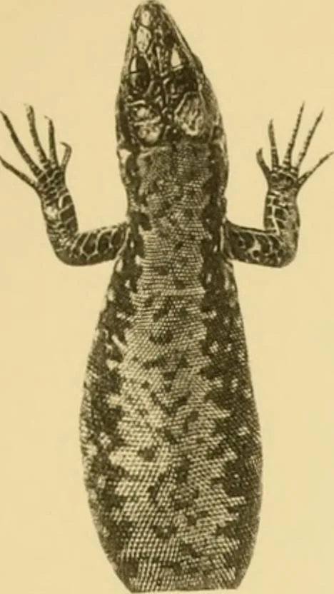 An illustration from On the lizards allied to Lacerta muralis, with an account of Lacerta agilis and L. parva, 1916, leaf 112