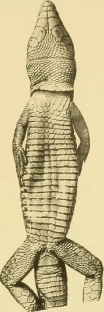 An illustration from On the lizards allied to Lacerta muralis, with an account of Lacerta agilis and L. parva, 1916, leaf 112