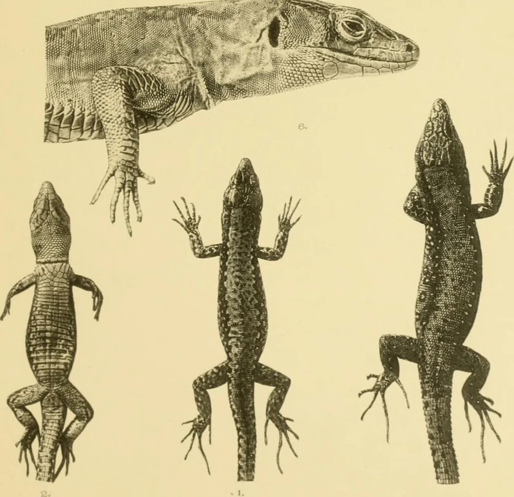 An illustration from On the lizards allied to Lacerta muralis, with an account of Lacerta agilis and L. parva, 1916, leaf 112