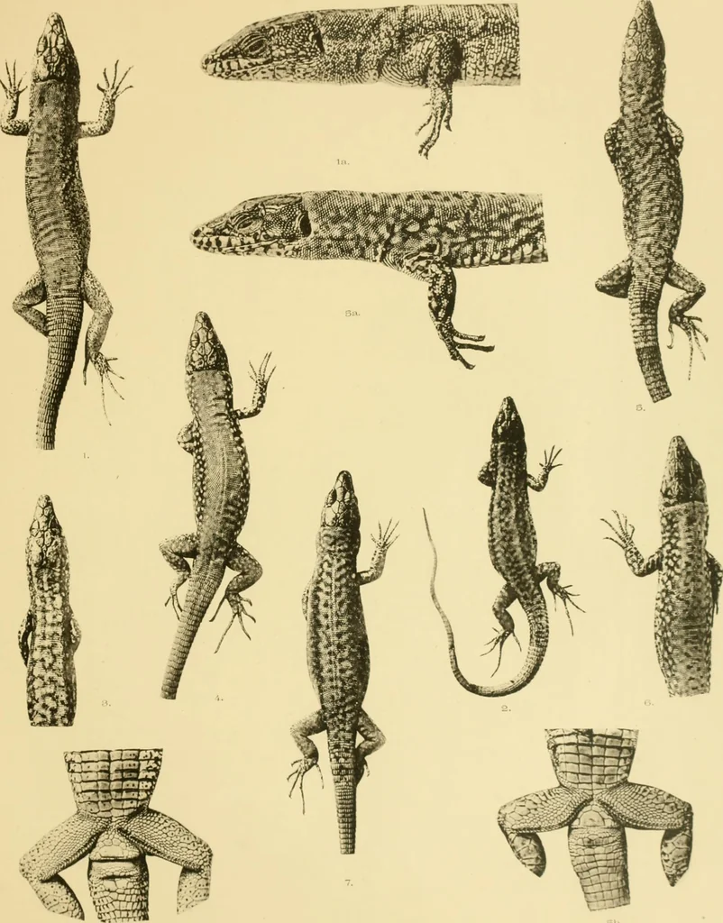 An illustration from On the lizards allied to Lacerta muralis, with an account of Lacerta agilis and L. parva, 1916, leaf 116