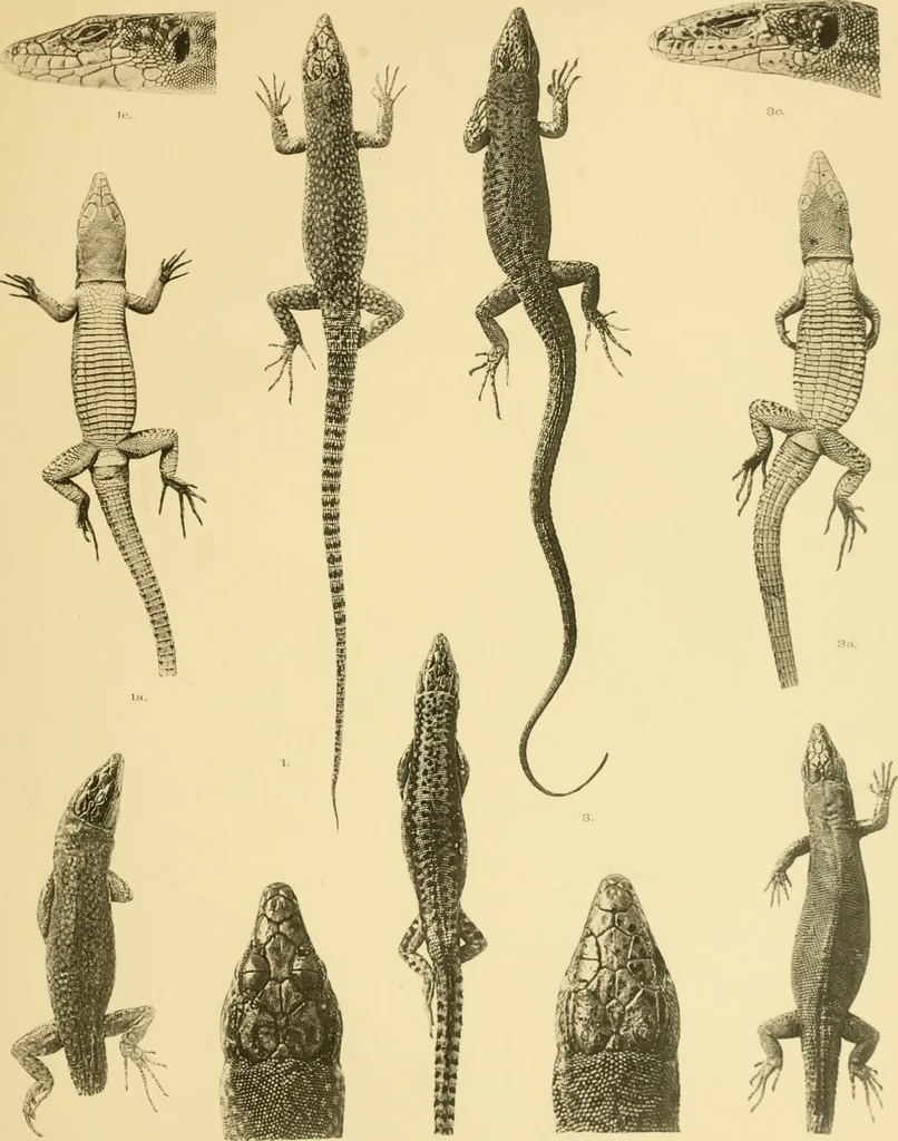 An illustration from On the lizards allied to Lacerta muralis, with an account of Lacerta agilis and L. parva, 1916, leaf 120