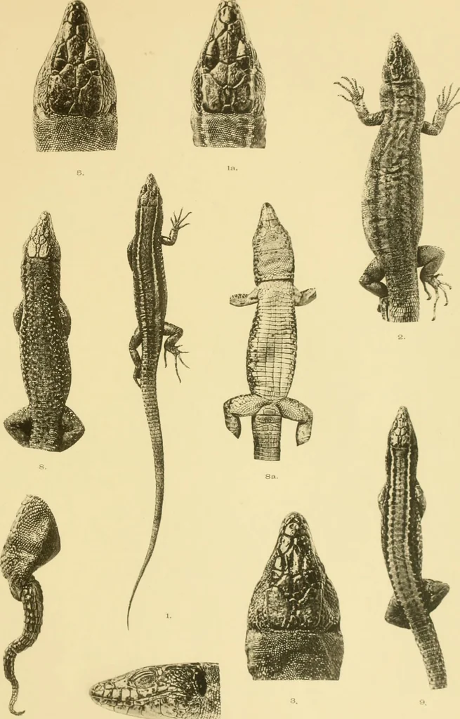 An illustration from On the lizards allied to Lacerta muralis, with an account of Lacerta agilis and L. parva, 1916, leaf 124