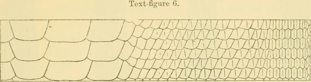 An illustration from On the lizards allied to Lacerta muralis, with an account of Lacerta agilis and L. parva, 1916, leaf 26