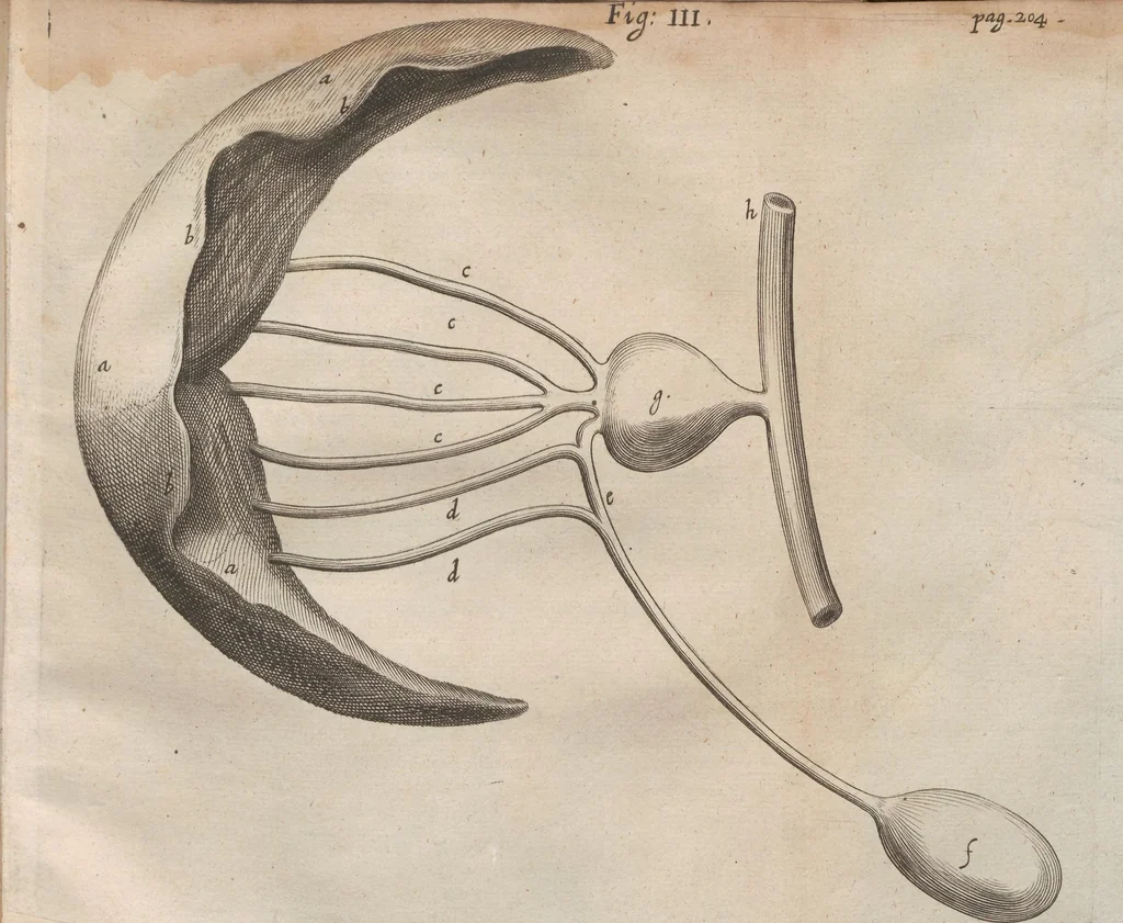 An illustration from Onomasticon zoicon, plerorumque animalium differentias & nomina propria pluribus linguis exponens : cui accedunt Mantissa anatomica, et quaedam De variis fossilium generibus, 1668, leaf 243
