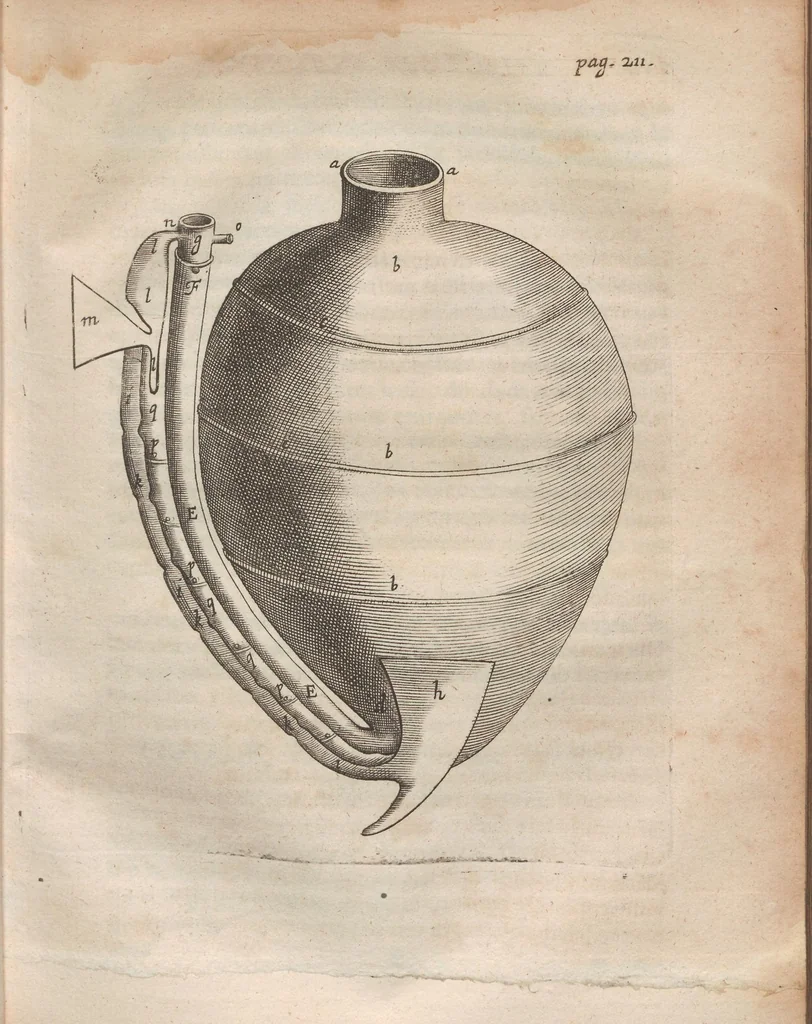 An illustration from Onomasticon zoicon, plerorumque animalium differentias & nomina propria pluribus linguis exponens : cui accedunt Mantissa anatomica, et quaedam De variis fossilium generibus, 1668, leaf 251