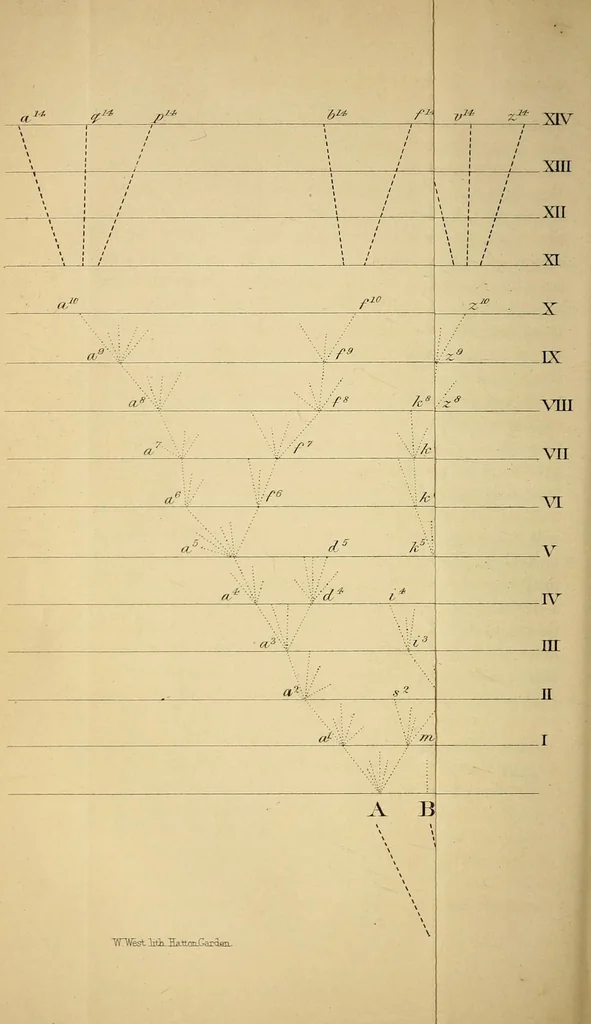 An illustration from On the origin of species by means of natural selection, or, The preservation of favoured races in the struggle for life, 1859, leaf 134