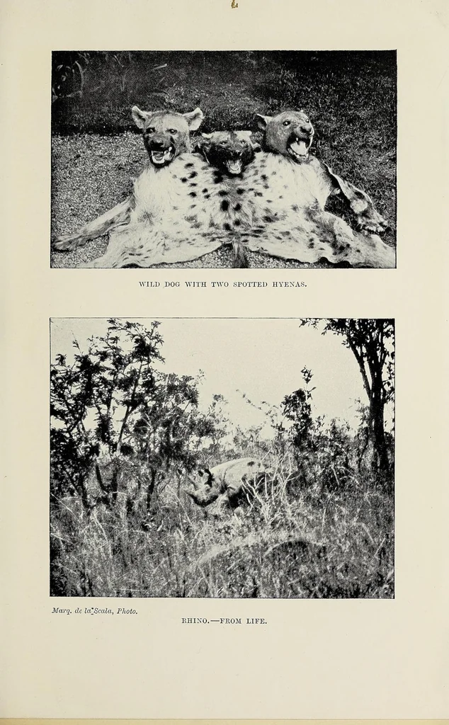 An illustration from On safari : big game hunting in British East Africa with studies in bird-life, 1908, leaf 251