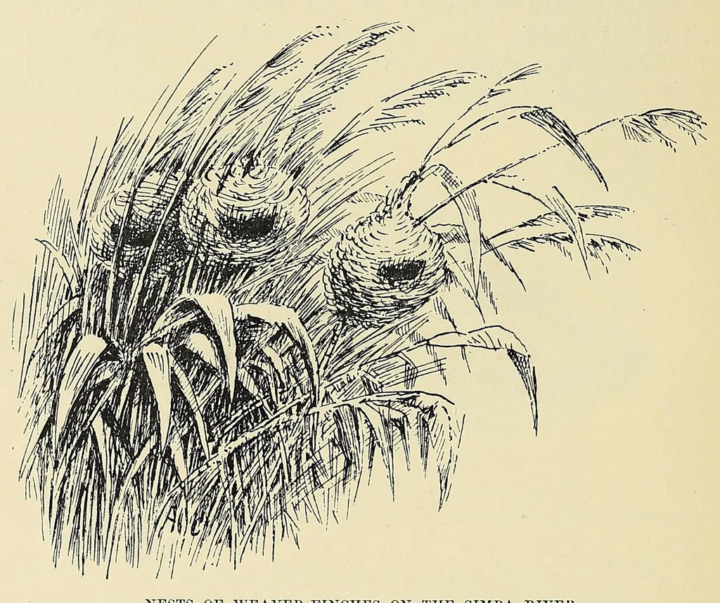 An illustration from On safari : big game hunting in British East Africa with studies in bird-life, 1908, leaf 334
