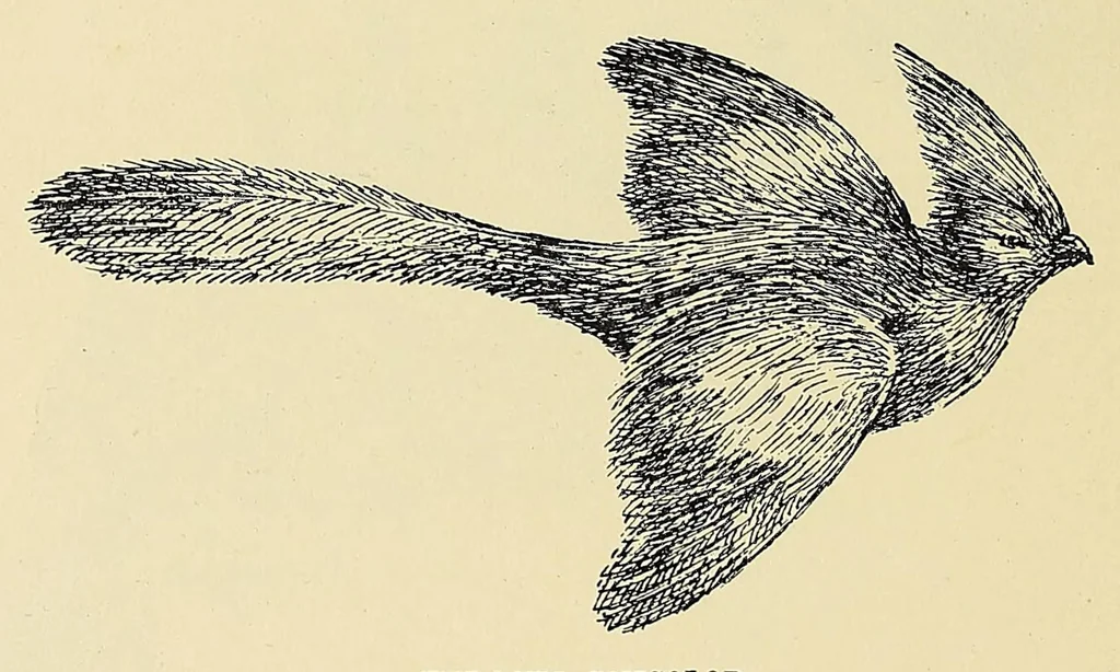 An illustration from On safari : big game hunting in British East Africa with studies in bird-life, 1908, leaf 358
