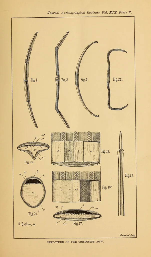 An illustration from On the structure and affinities of the composite bow, 1889, leaf 31